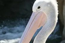 赛前新奥尔良鹈鹕调整名单以备法国杯，状态回暖环节打磨，底气十足，心理建设被强调